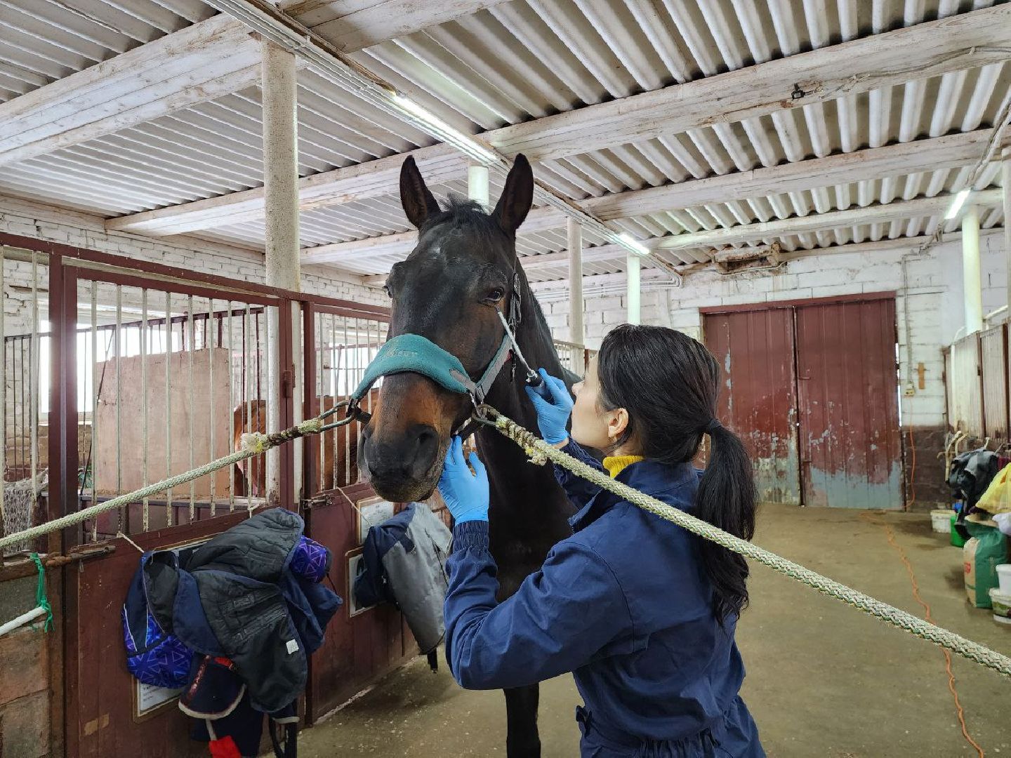 можайск, можайский городской округ, подмосковье, ветеринар, врач, лечение животных, животные, лошади, крупный рогатый скот, мобильная помощь,