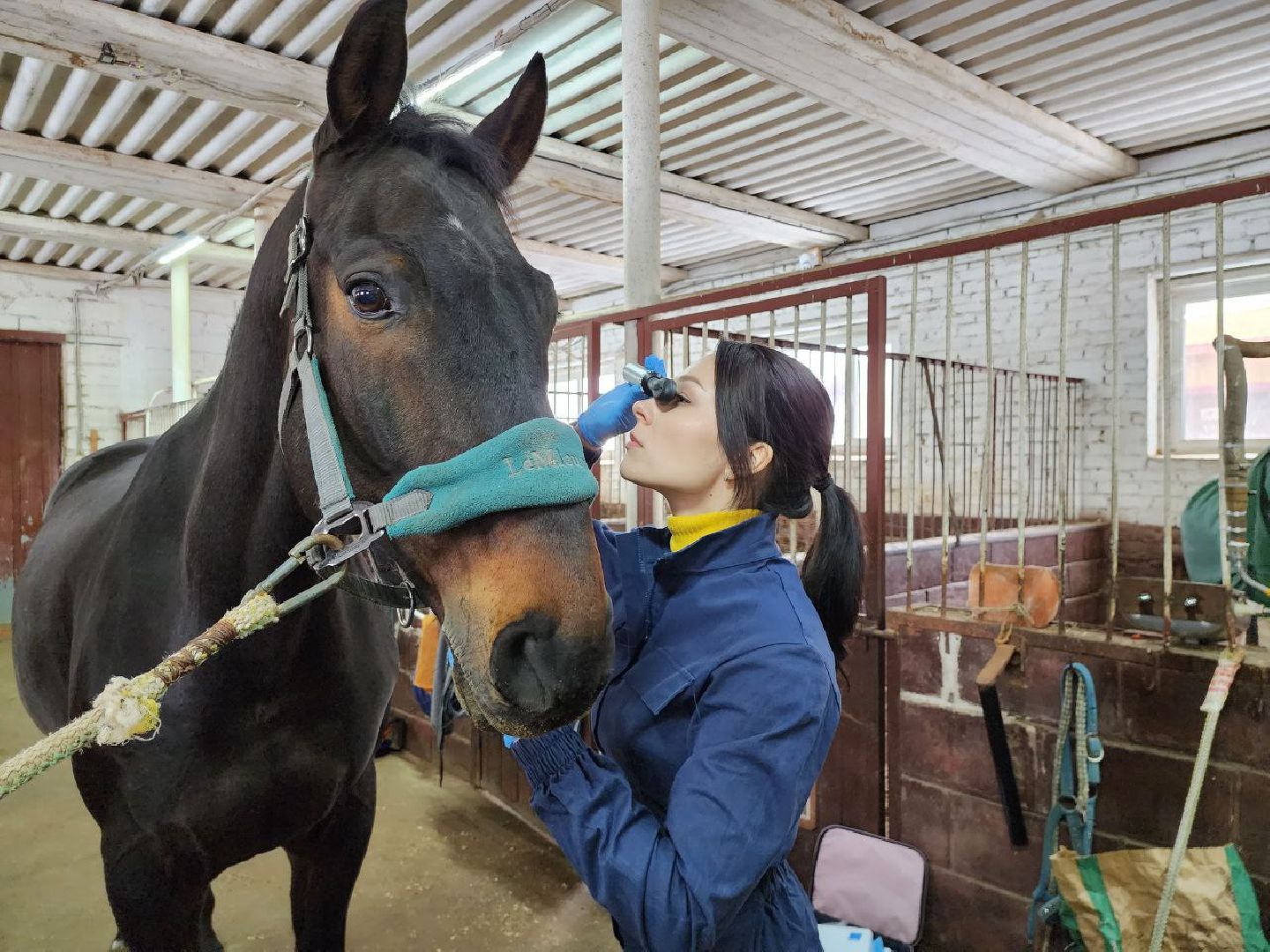 можайск, можайский городской округ, подмосковье, ветеринар, врач, лечение животных, животные, лошади, крупный рогатый скот, мобильная помощь,
