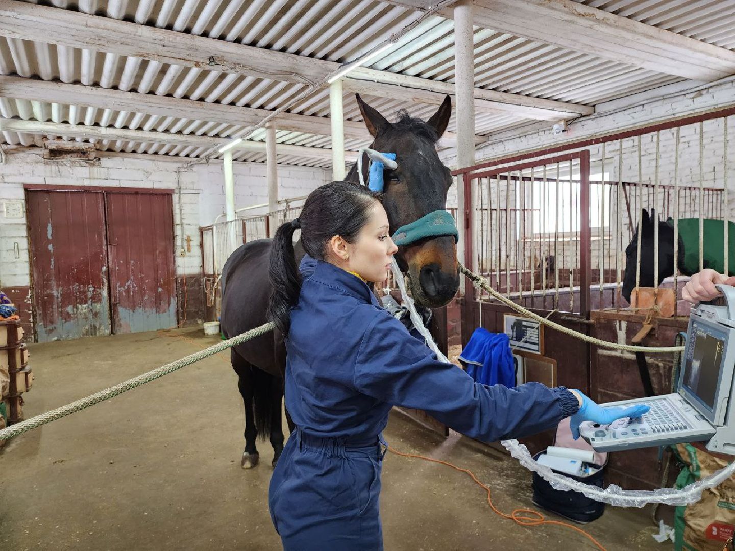 можайск, можайский городской округ, подмосковье, ветеринар, врач, лечение животных, животные, лошади, крупный рогатый скот, мобильная помощь,
