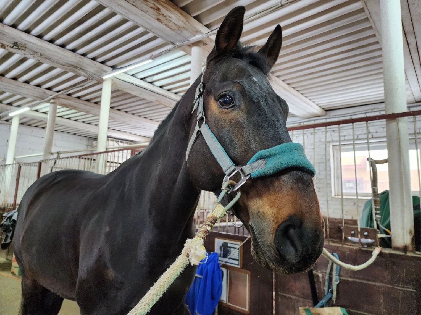 можайск, можайский городской округ, подмосковье, ветеринар, врач, лечение животных, животные, лошади, крупный рогатый скот, мобильная помощь,