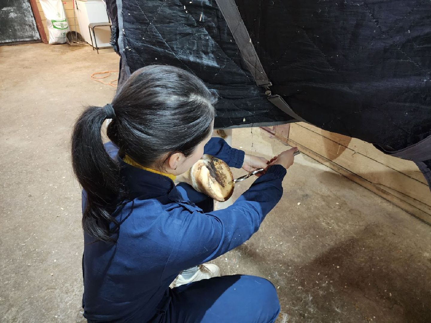 можайск, можайский городской округ, подмосковье, ветеринар, врач, лечение животных, животные, лошади, крупный рогатый скот, мобильная помощь,