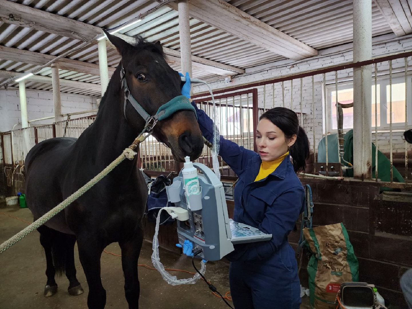 можайск, можайский городской округ, подмосковье, ветеринар, врач, лечение животных, животные, лошади, крупный рогатый скот, мобильная помощь,