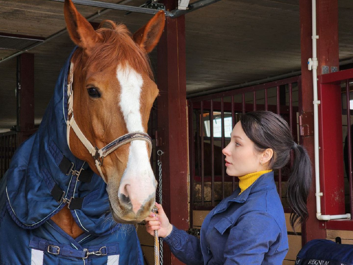 можайск, можайский городской округ, подмосковье, ветеринар, врач, лечение животных, животные, лошади, крупный рогатый скот, мобильная помощь,