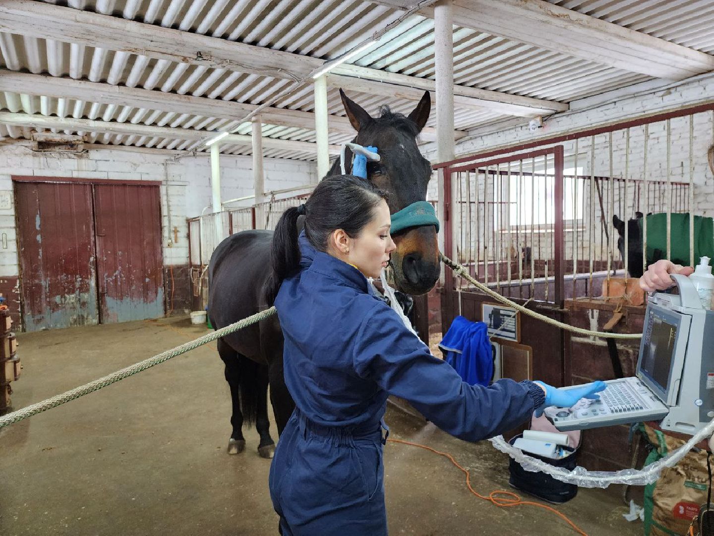 можайск, можайский городской округ, подмосковье, ветеринар, врач, лечение животных, животные, лошади, крупный рогатый скот, мобильная помощь,