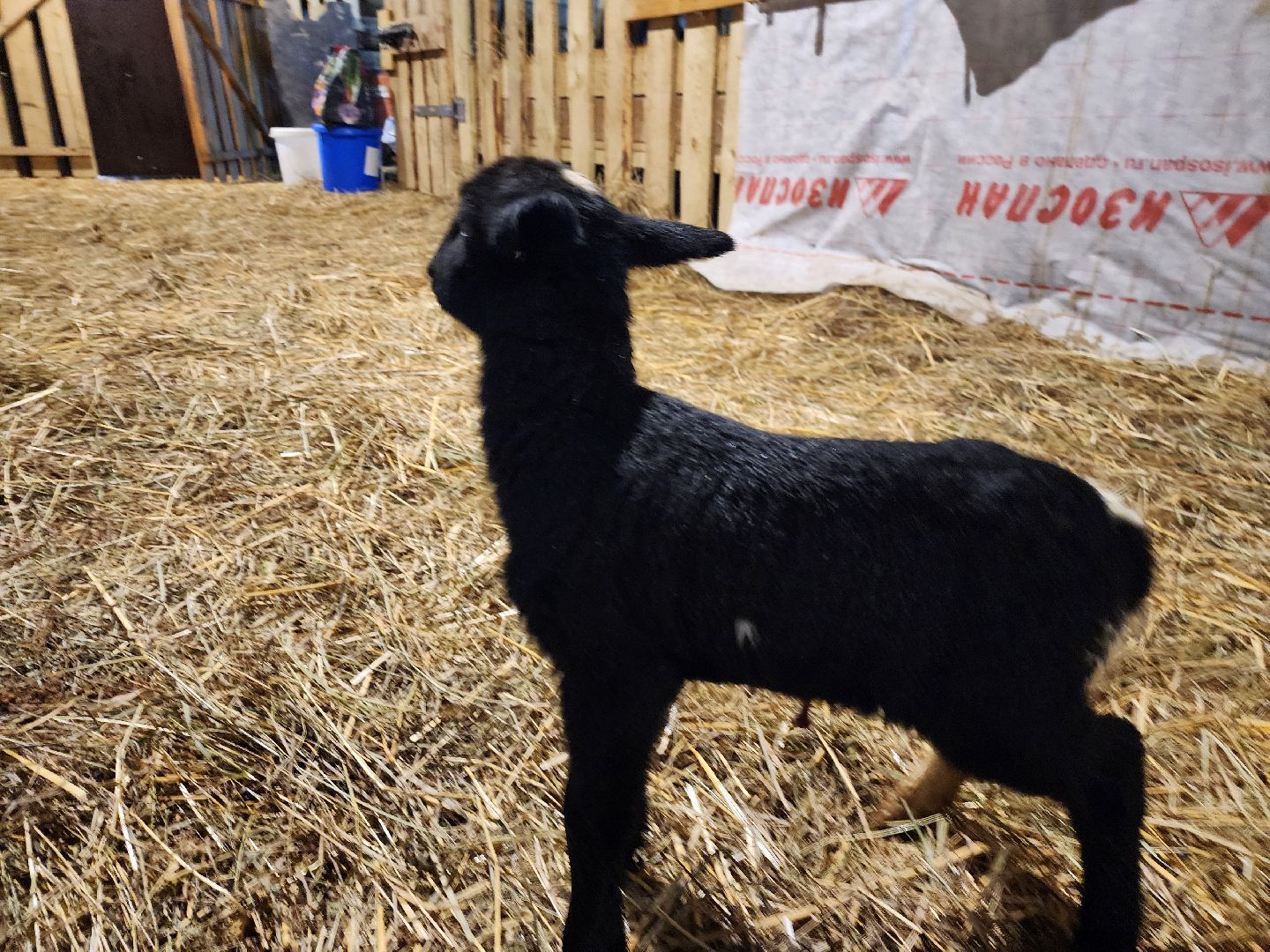 серпухов, подмосковье, сельское хозяйство, агротуризм, хутор спасский,
