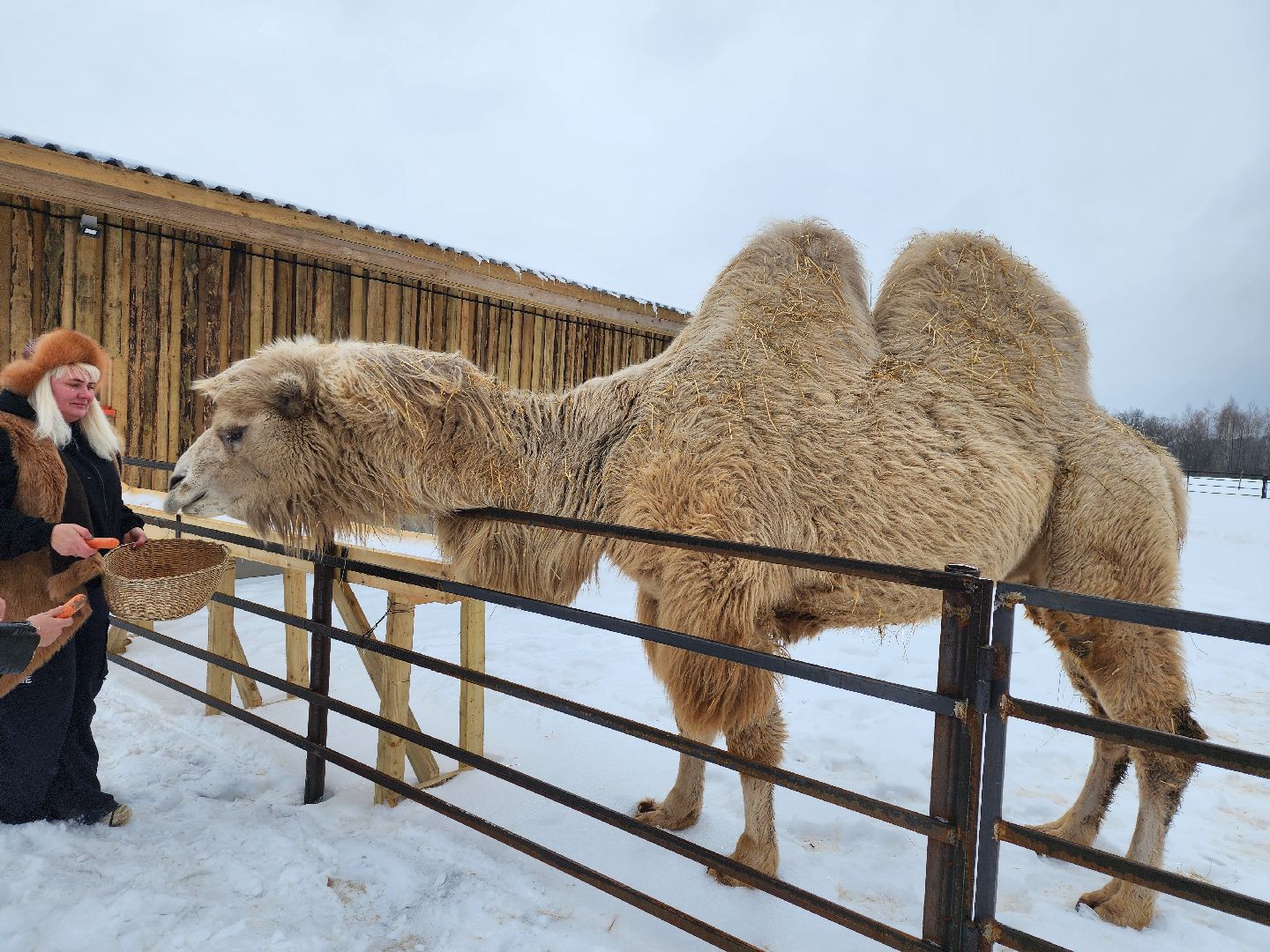 серпухов, подмосковье, сельское хозяйство, агротуризм, хутор спасский,