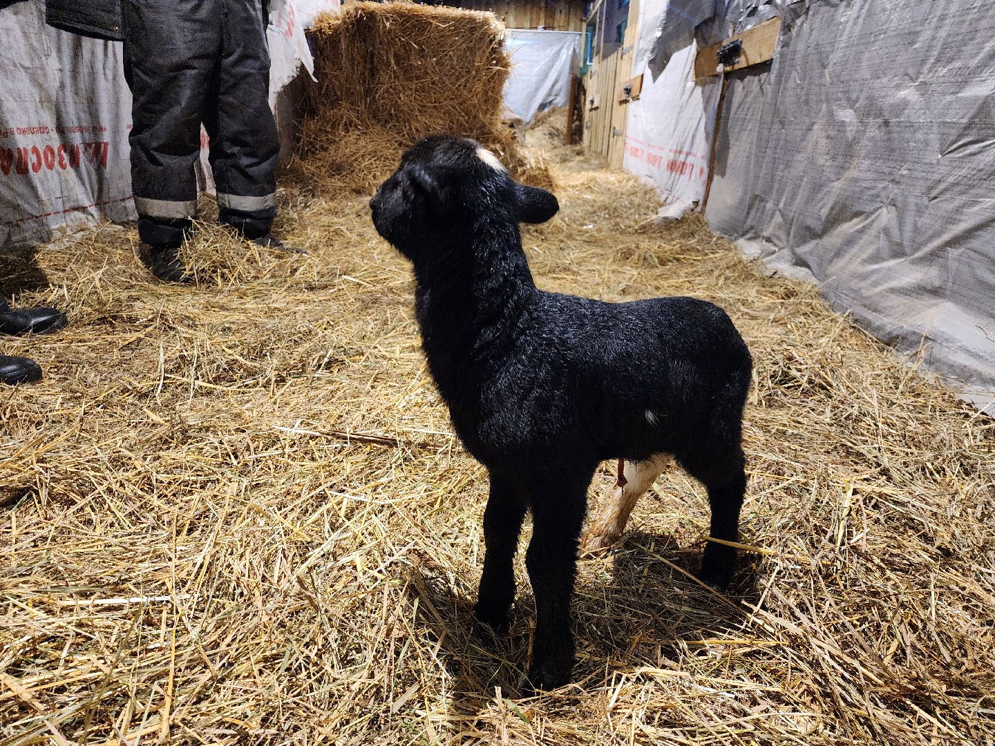 серпухов, подмосковье, сельское хозяйство, агротуризм, хутор спасский,