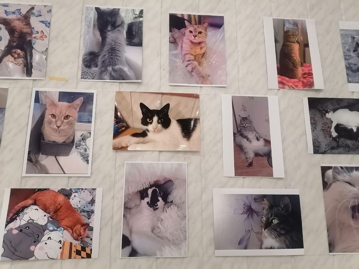 кошки, Фотографии, Картины, Частная коллекция,