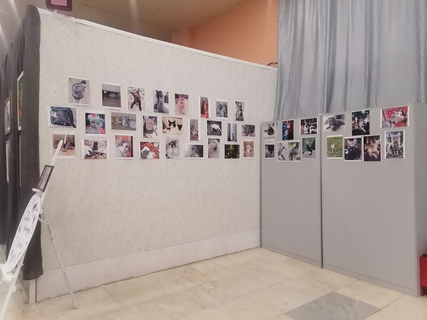 кошки, Фотографии, Картины, Частная коллекция,