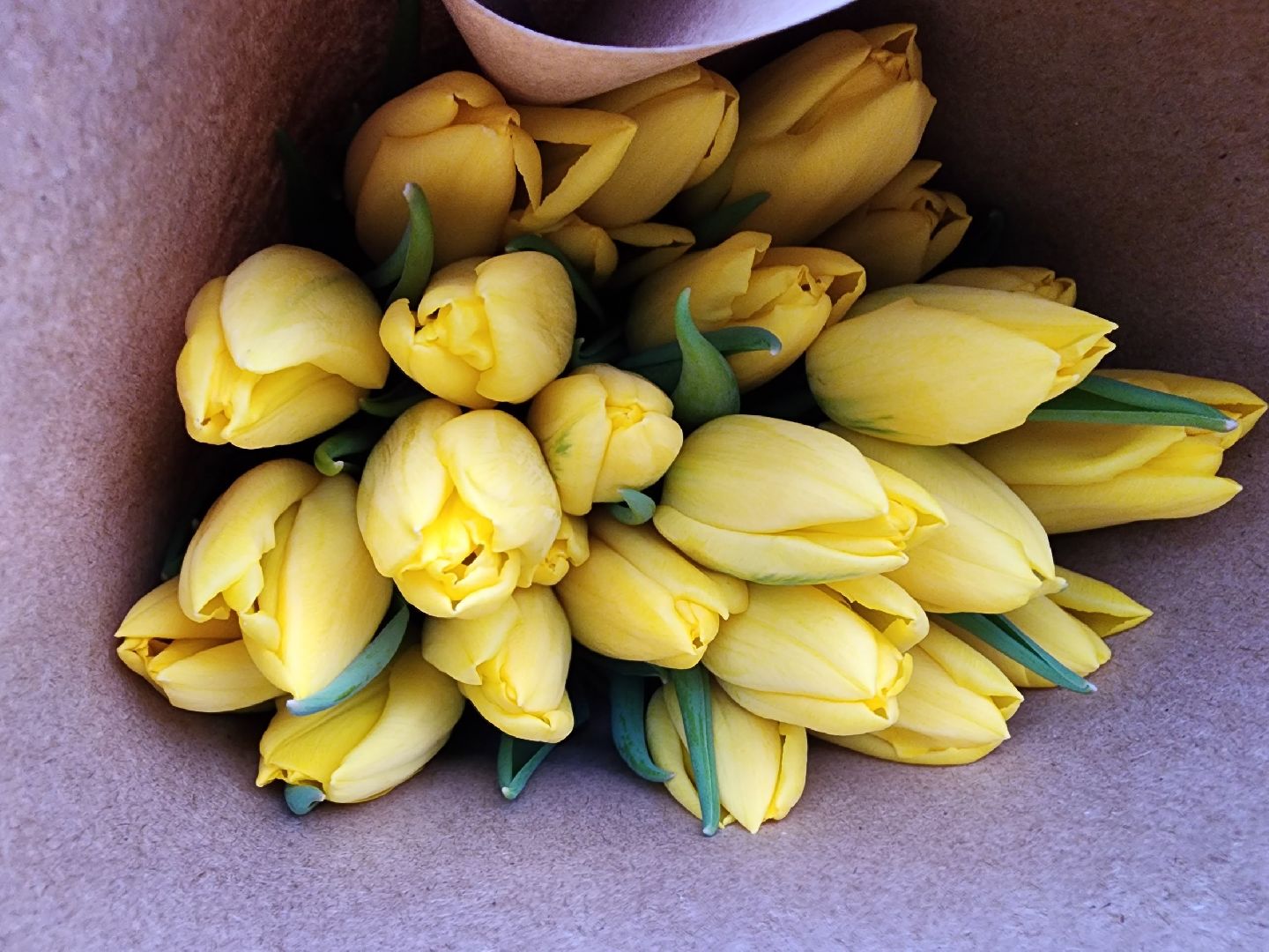 чехов, тюльпаны, 8 марта, тепличный комплекс, выращивание,