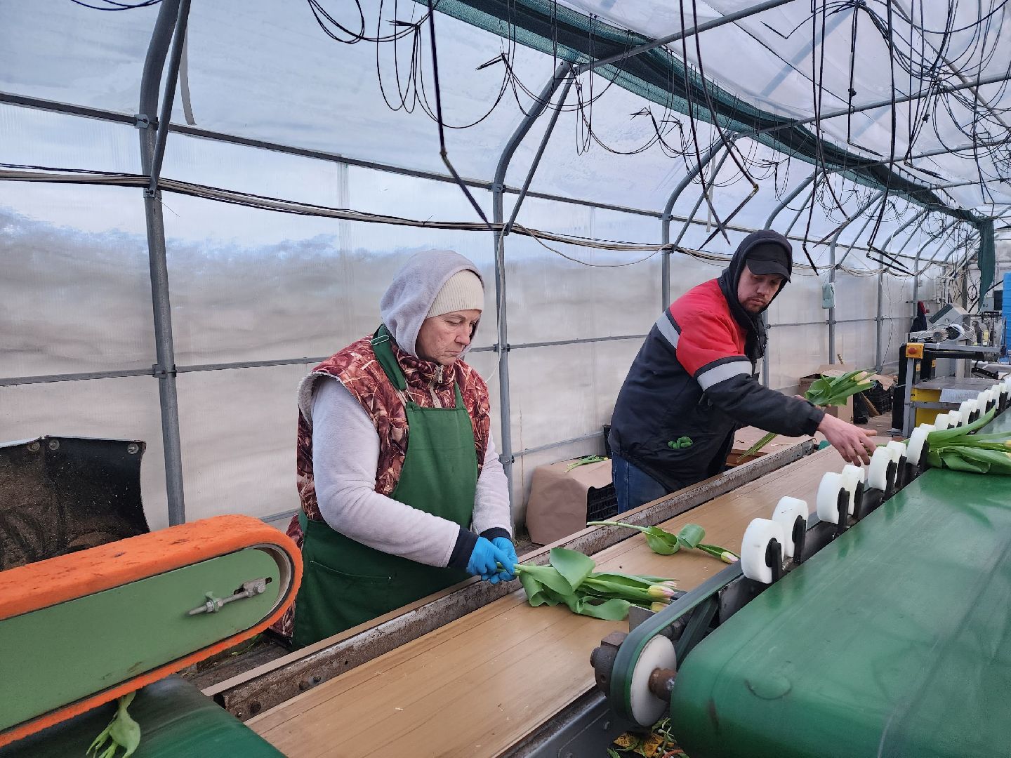 чехов, тюльпаны, 8 марта, тепличный комплекс, выращивание,