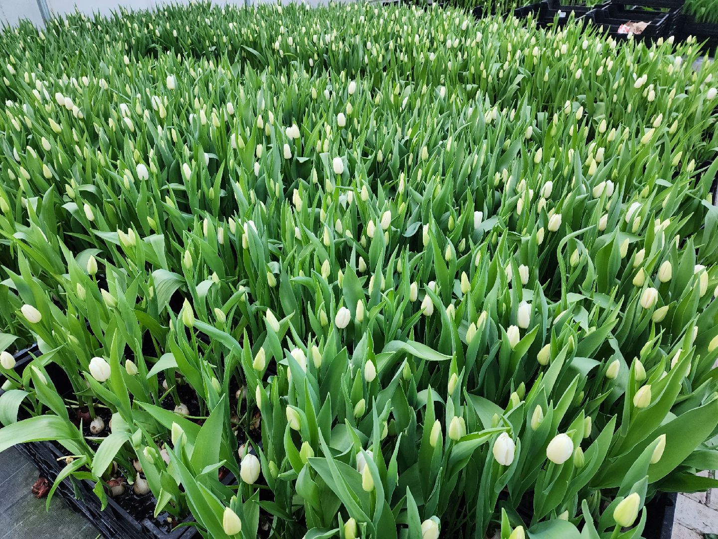 чехов, тюльпаны, 8 марта, тепличный комплекс, выращивание,