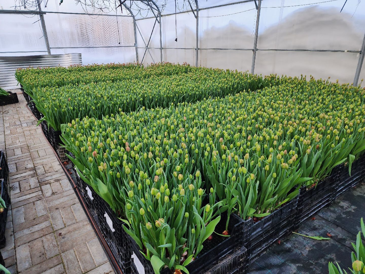 чехов, тюльпаны, 8 марта, тепличный комплекс, выращивание,