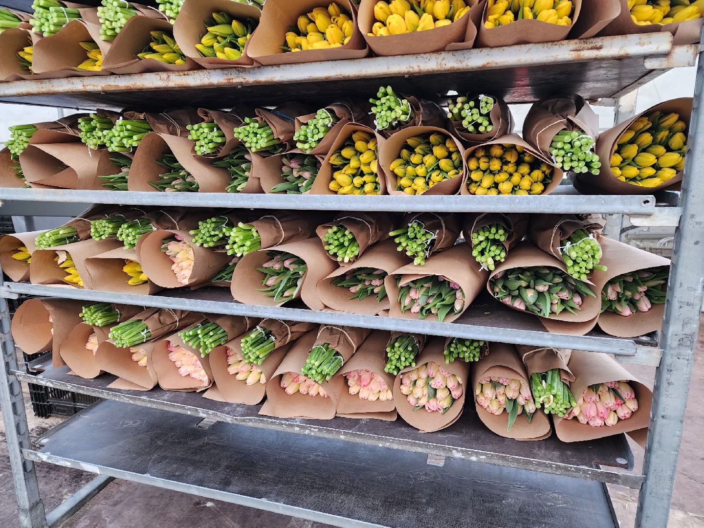 чехов, тюльпаны, 8 марта, тепличный комплекс, выращивание,