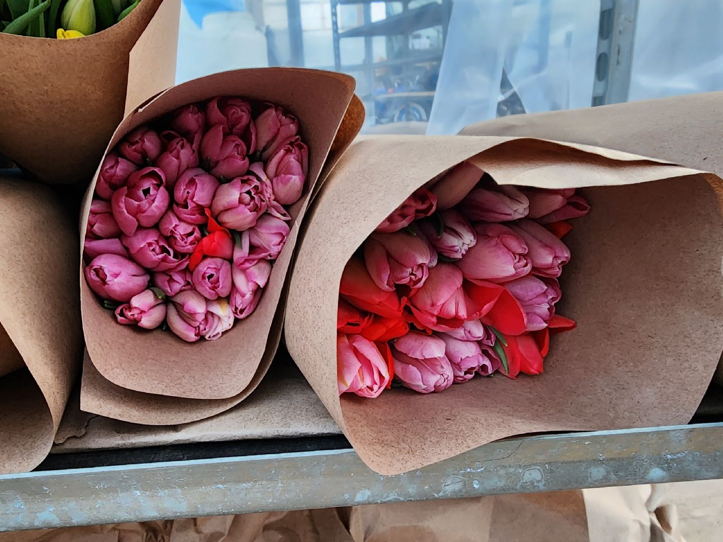 чехов, тюльпаны, 8 марта, тепличный комплекс, выращивание,