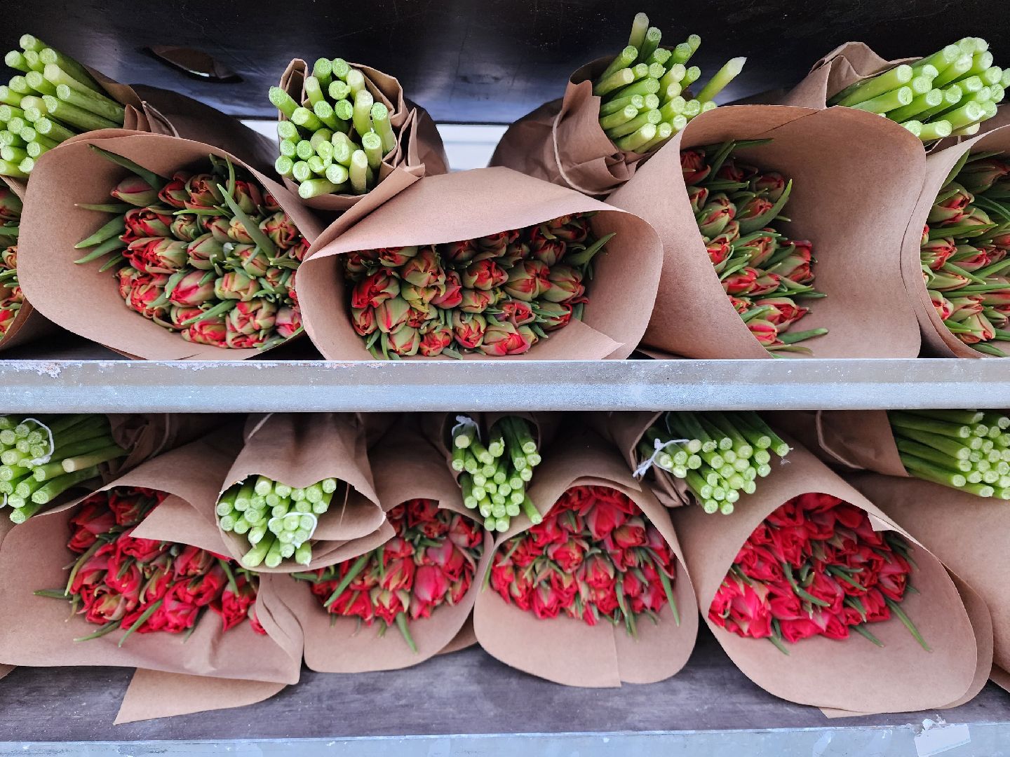 чехов, тюльпаны, 8 марта, тепличный комплекс, выращивание,