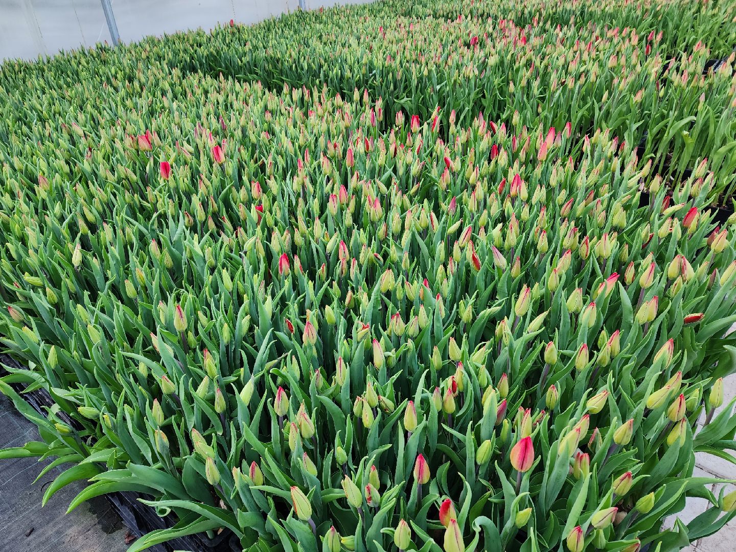 чехов, тюльпаны, 8 марта, тепличный комплекс, выращивание,