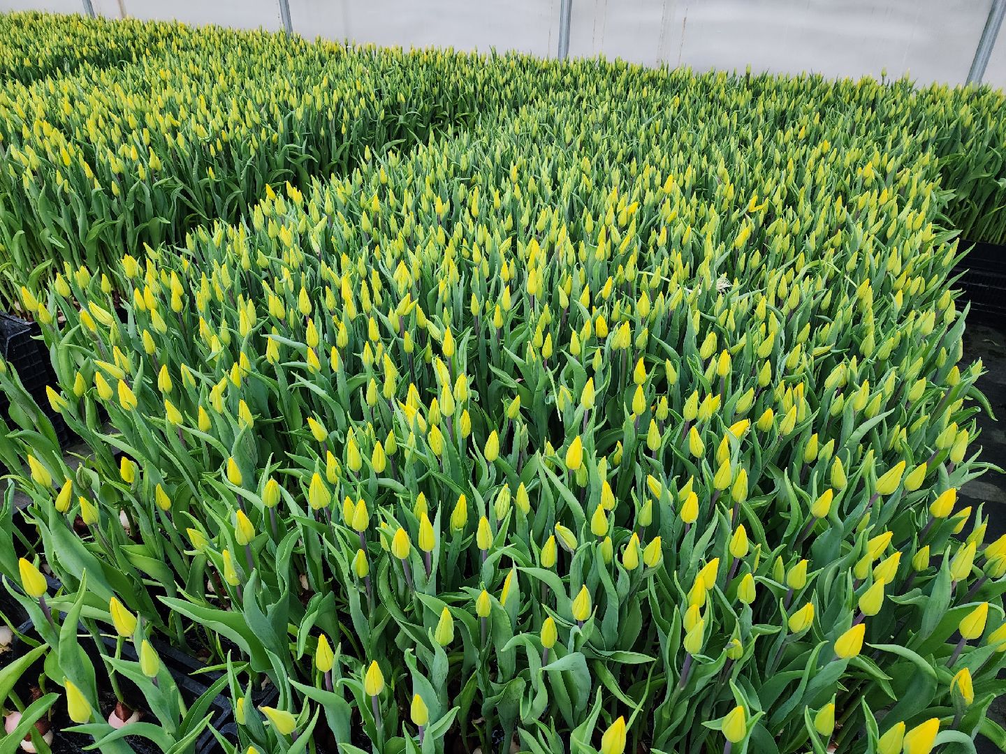 чехов, тюльпаны, 8 марта, тепличный комплекс, выращивание,