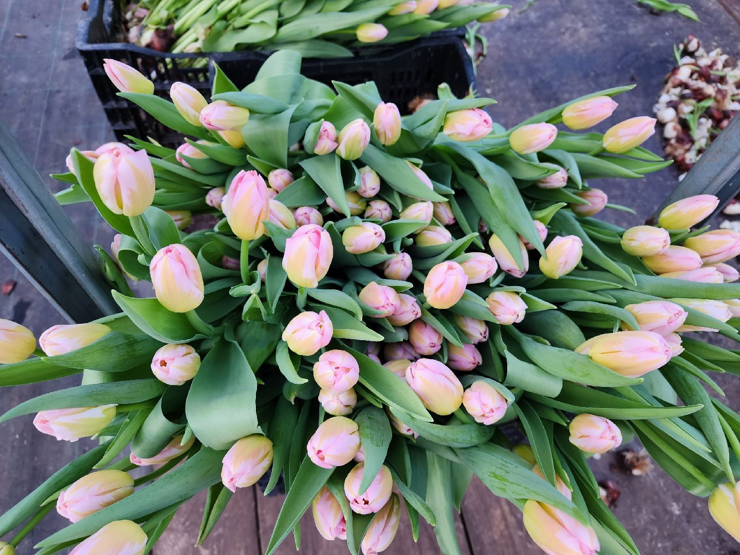 чехов, тюльпаны, 8 марта, тепличный комплекс, выращивание,