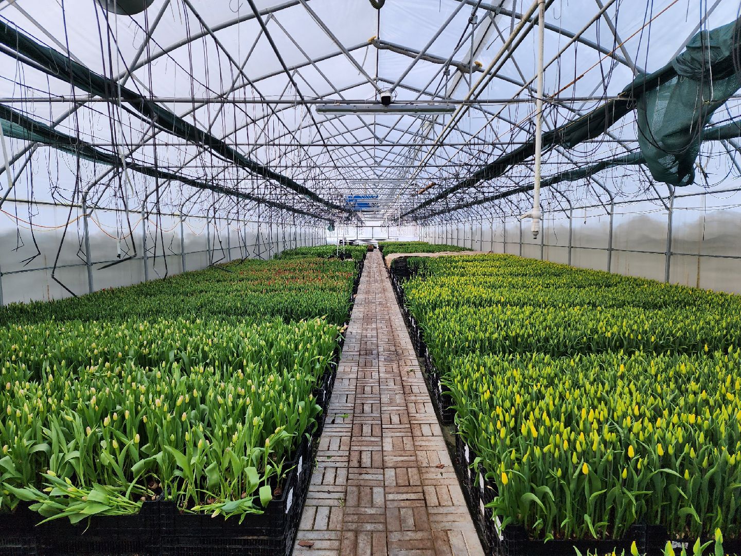 чехов, тюльпаны, 8 марта, тепличный комплекс, выращивание,