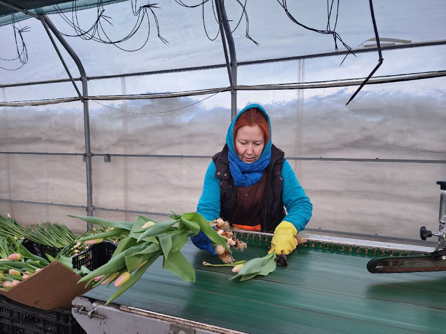 чехов, тюльпаны, 8 марта, тепличный комплекс, выращивание,