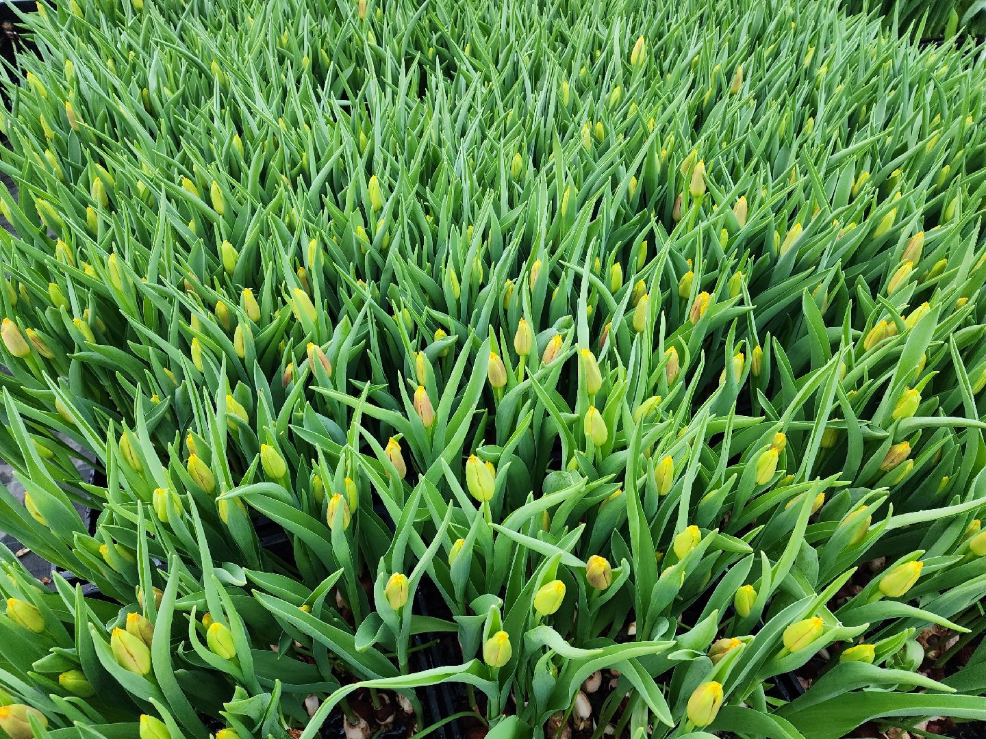 чехов, тюльпаны, 8 марта, тепличный комплекс, выращивание,