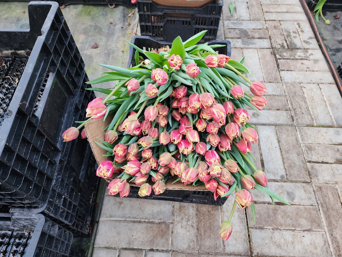 чехов, тюльпаны, 8 марта, тепличный комплекс, выращивание,