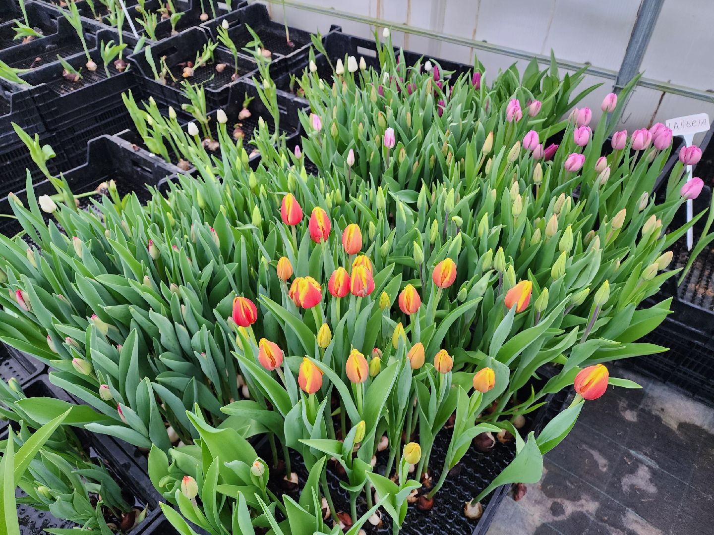 чехов, тюльпаны, 8 марта, тепличный комплекс, выращивание,