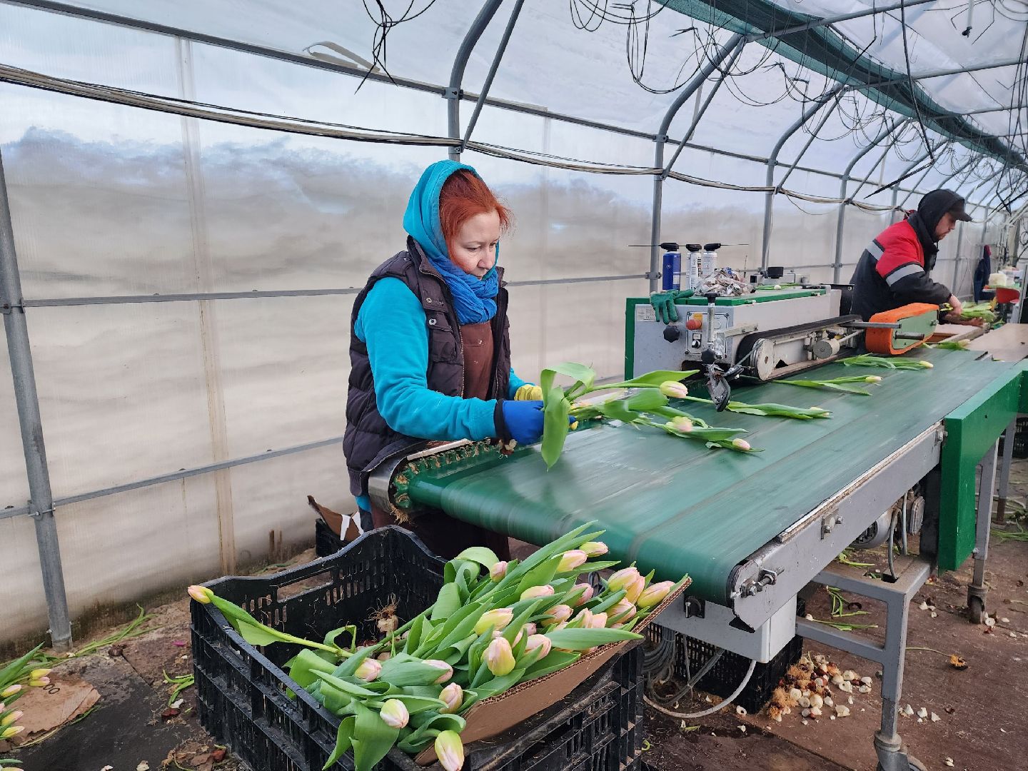 чехов, тюльпаны, 8 марта, тепличный комплекс, выращивание,