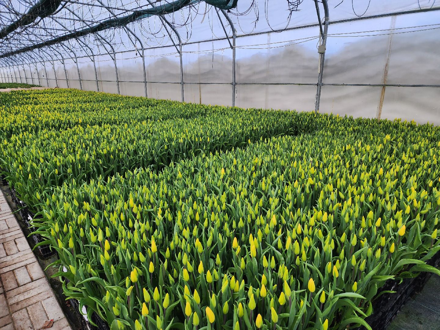 чехов, тюльпаны, 8 марта, тепличный комплекс, выращивание,