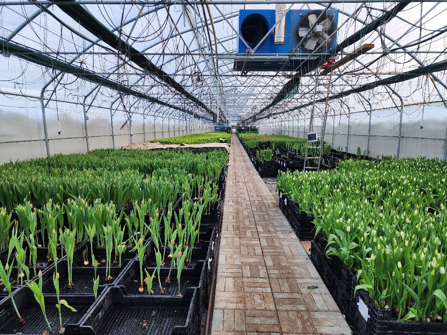 чехов, тюльпаны, 8 марта, тепличный комплекс, выращивание,