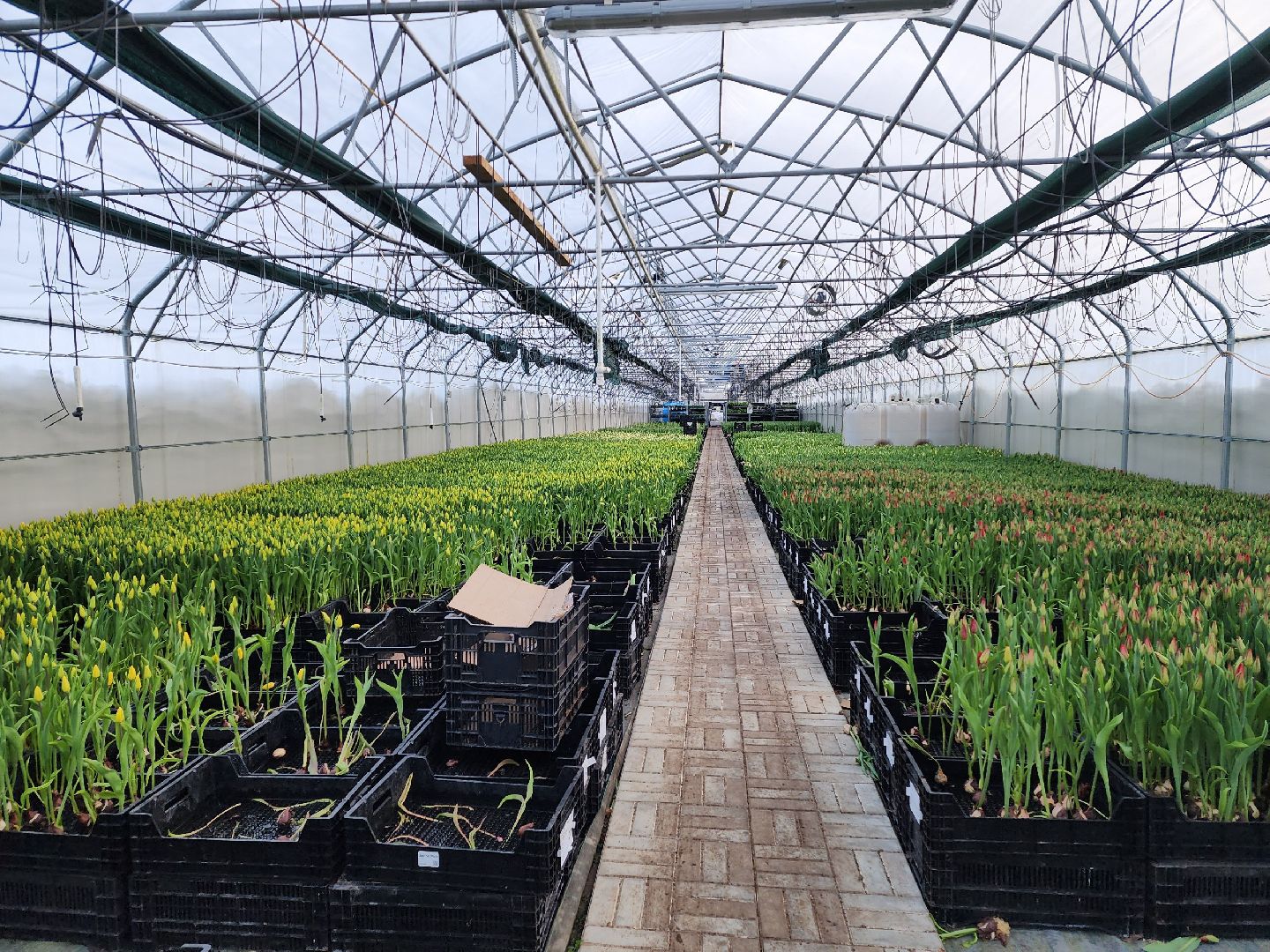 чехов, тюльпаны, 8 марта, тепличный комплекс, выращивание,