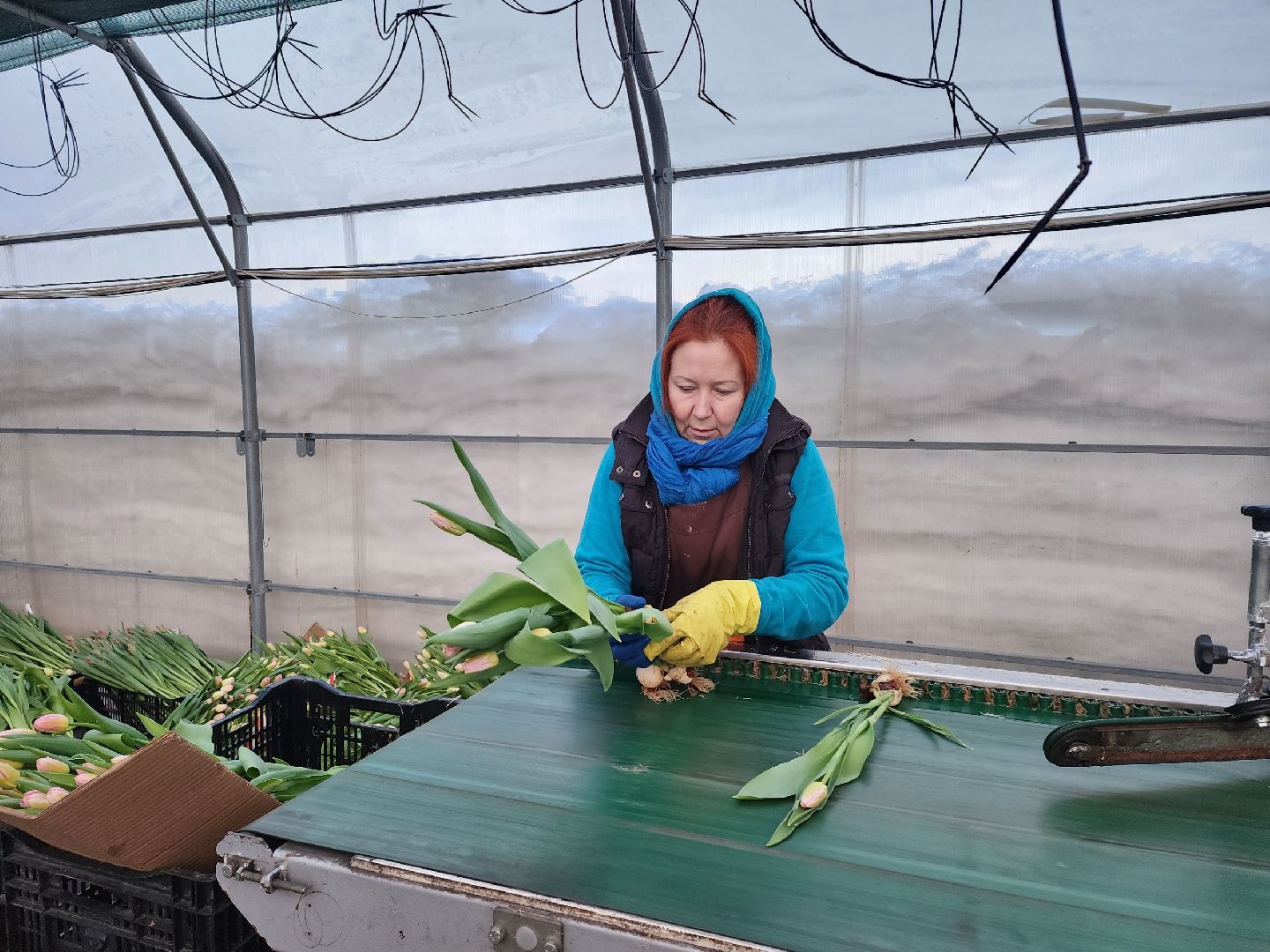 чехов, тюльпаны, 8 марта, тепличный комплекс, выращивание,