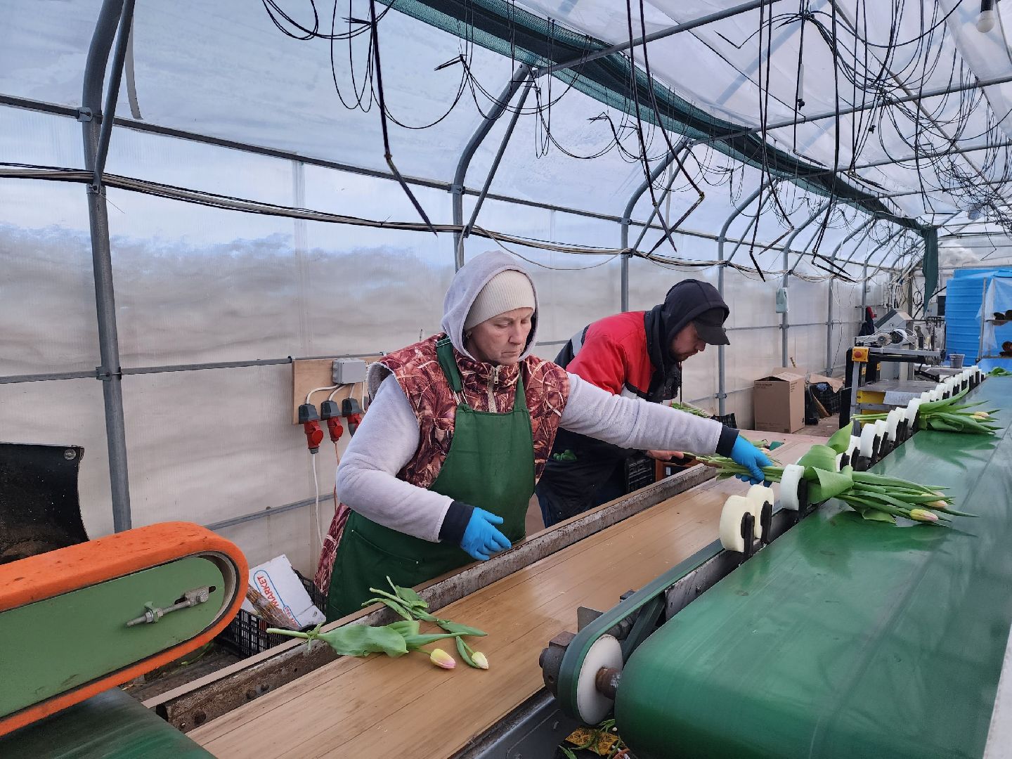 чехов, тюльпаны, 8 марта, тепличный комплекс, выращивание,