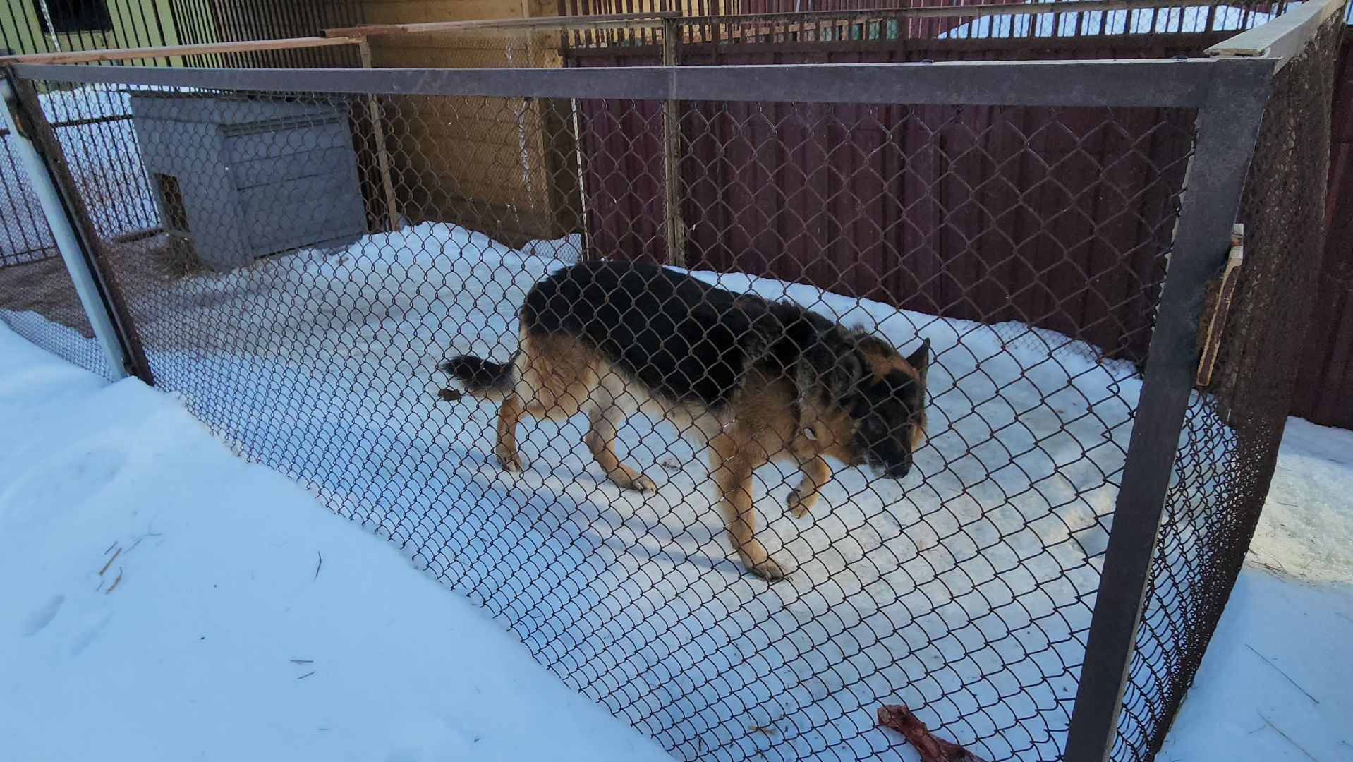 серпухов, собачий приют, зоозащита плюс, волонтеры, собаки, московское шоссе,
