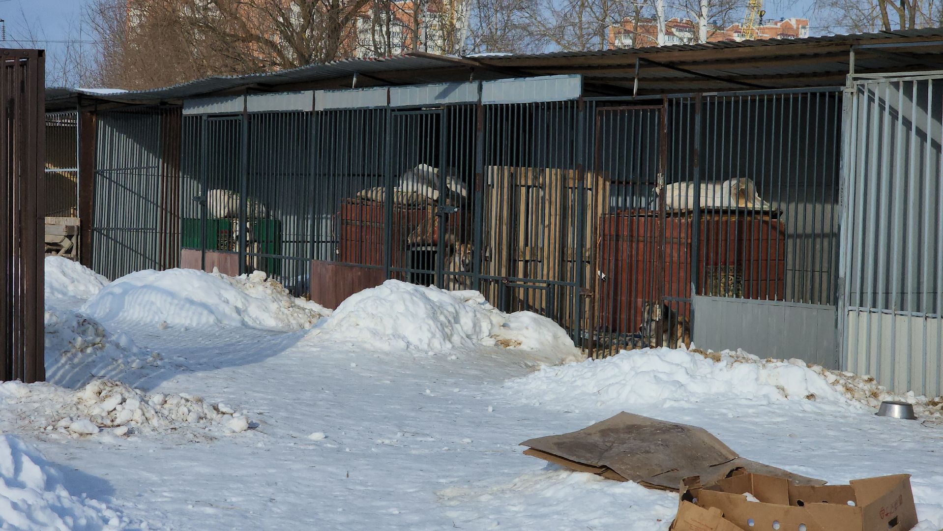 серпухов, собачий приют, зоозащита плюс, волонтеры, собаки, московское шоссе,