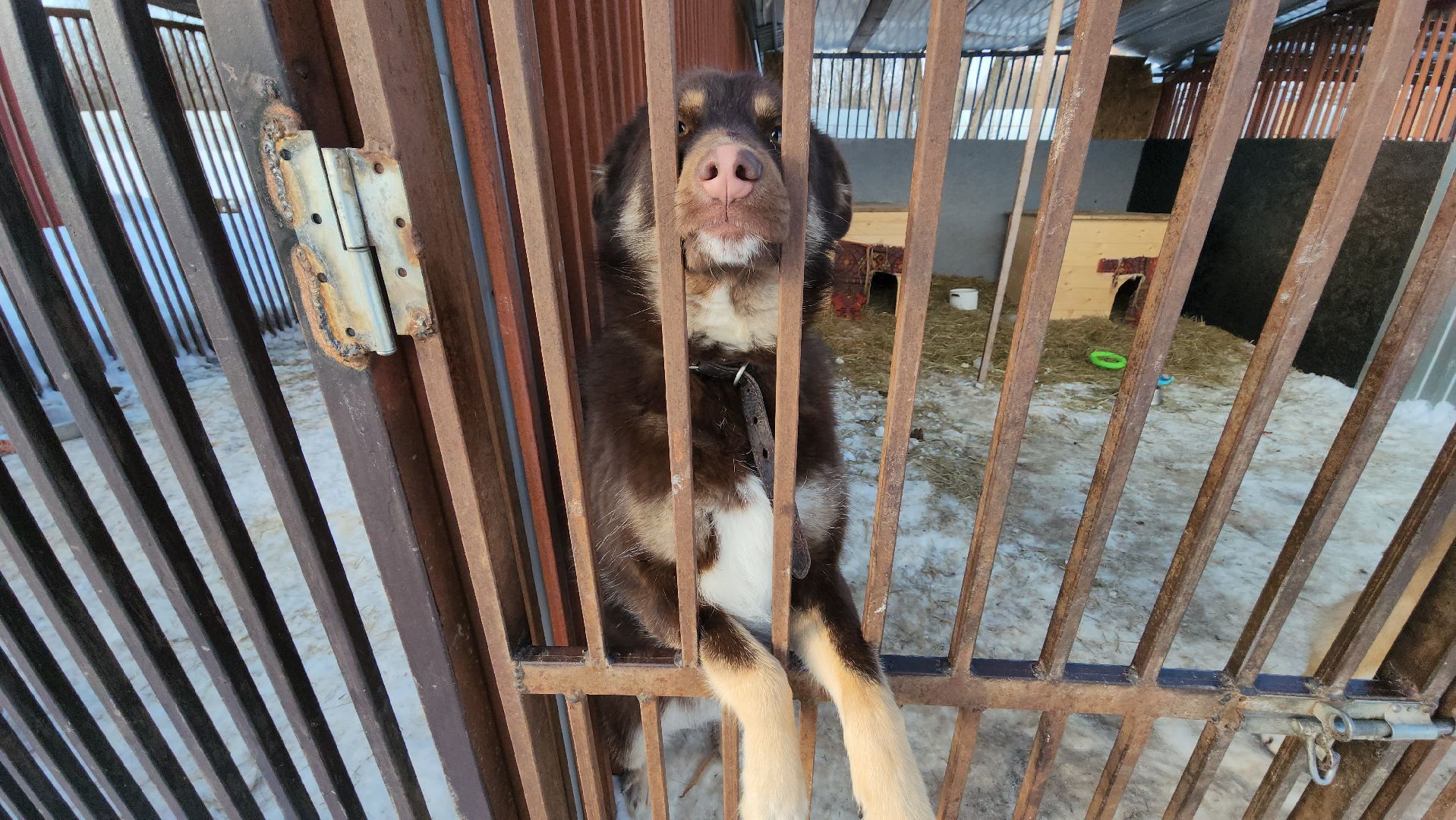 серпухов, собачий приют, зоозащита плюс, волонтеры, собаки, московское шоссе,