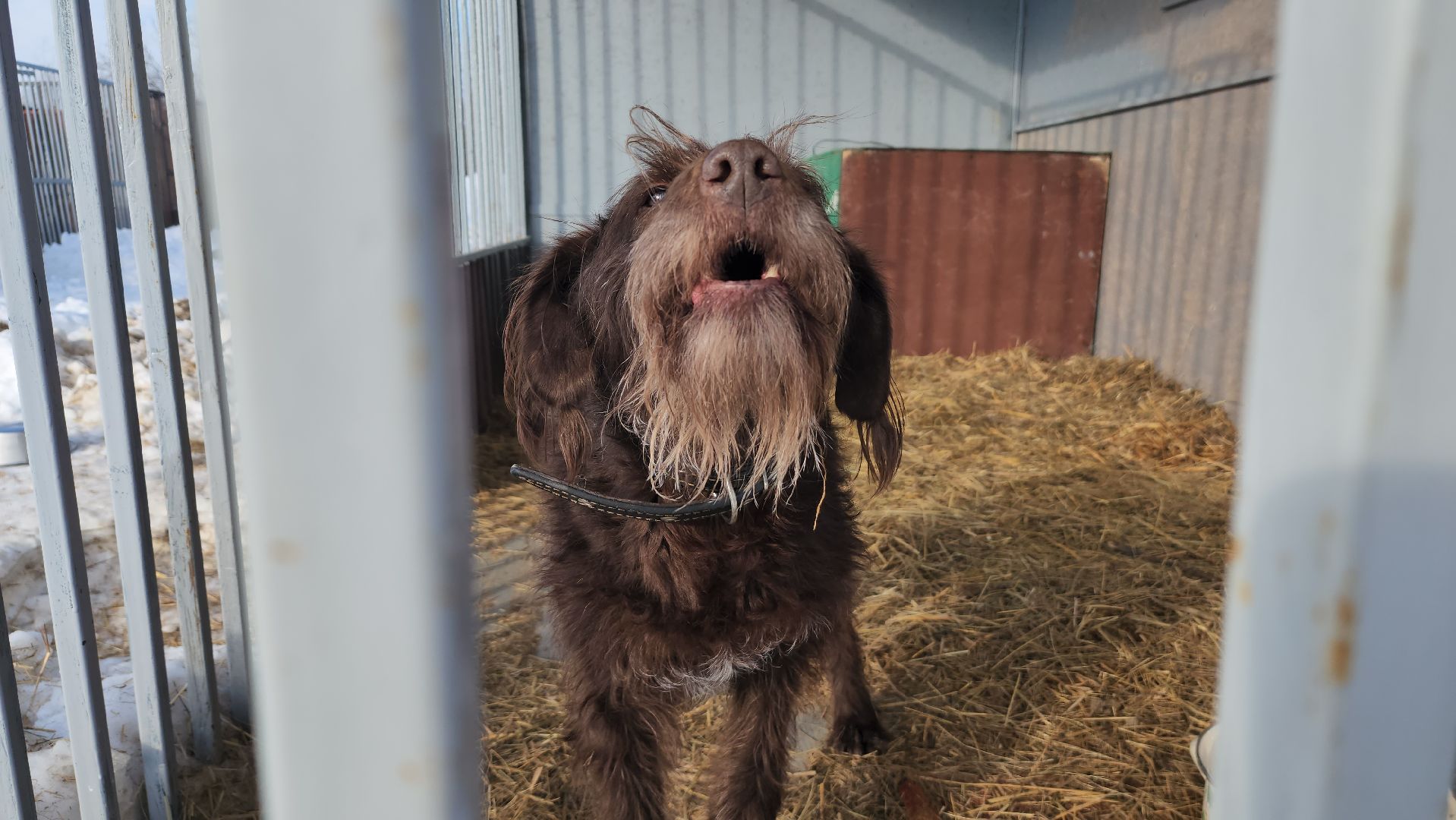 серпухов, собачий приют, зоозащита плюс, волонтеры, собаки, московское шоссе,