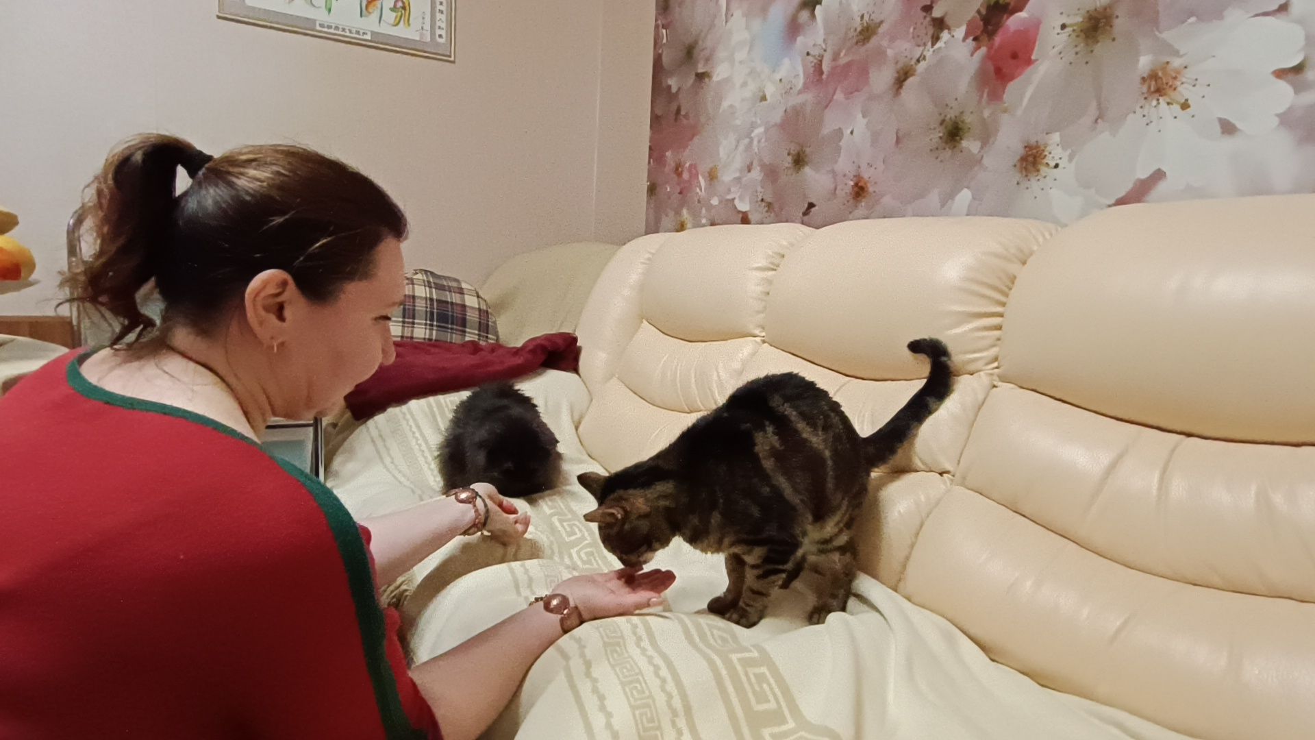 день кошек, кошки, собака, лобня,