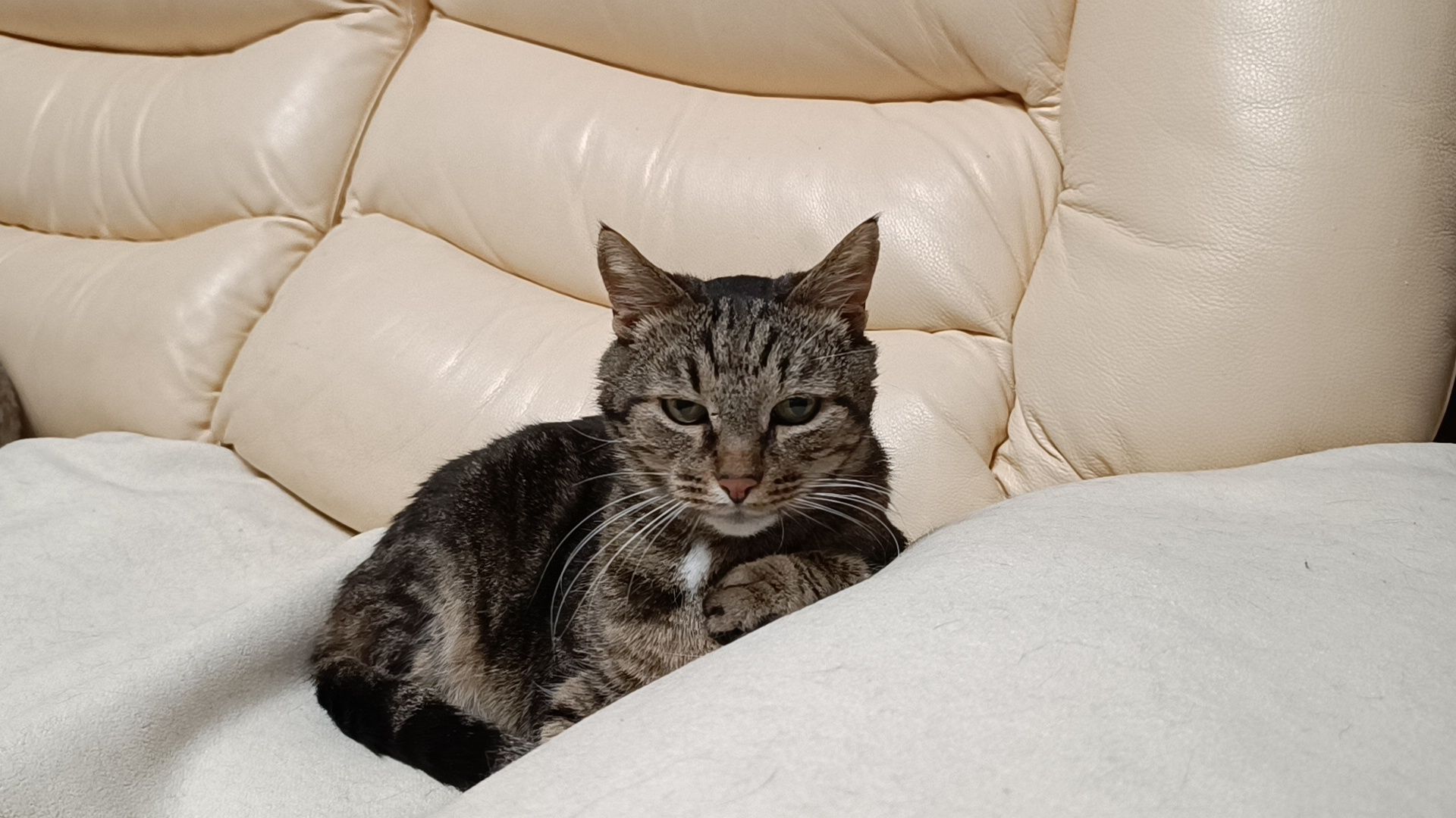 день кошек, кошки, собака, лобня,