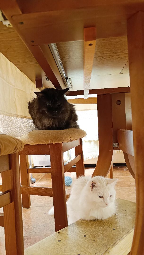 день кошек, кошки, собака, лобня,