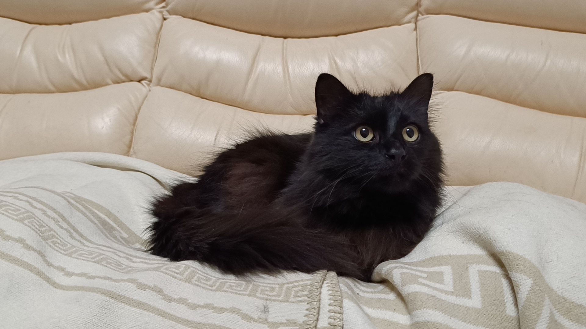 день кошек, кошки, собака, лобня,