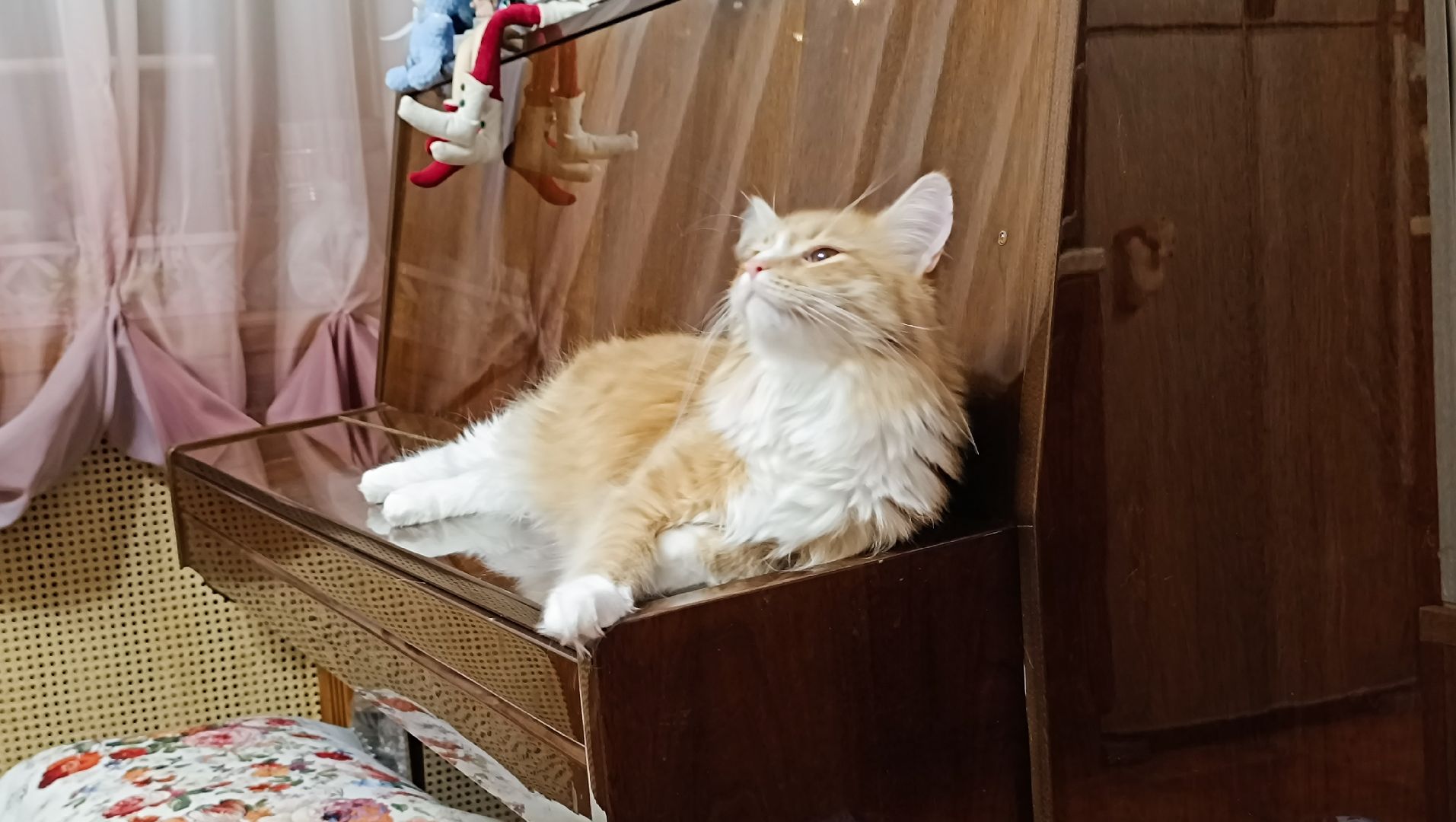 день кошек, кошки, собака, лобня,