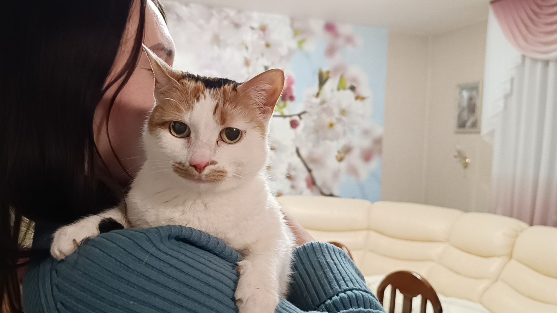 день кошек, кошки, собака, лобня,