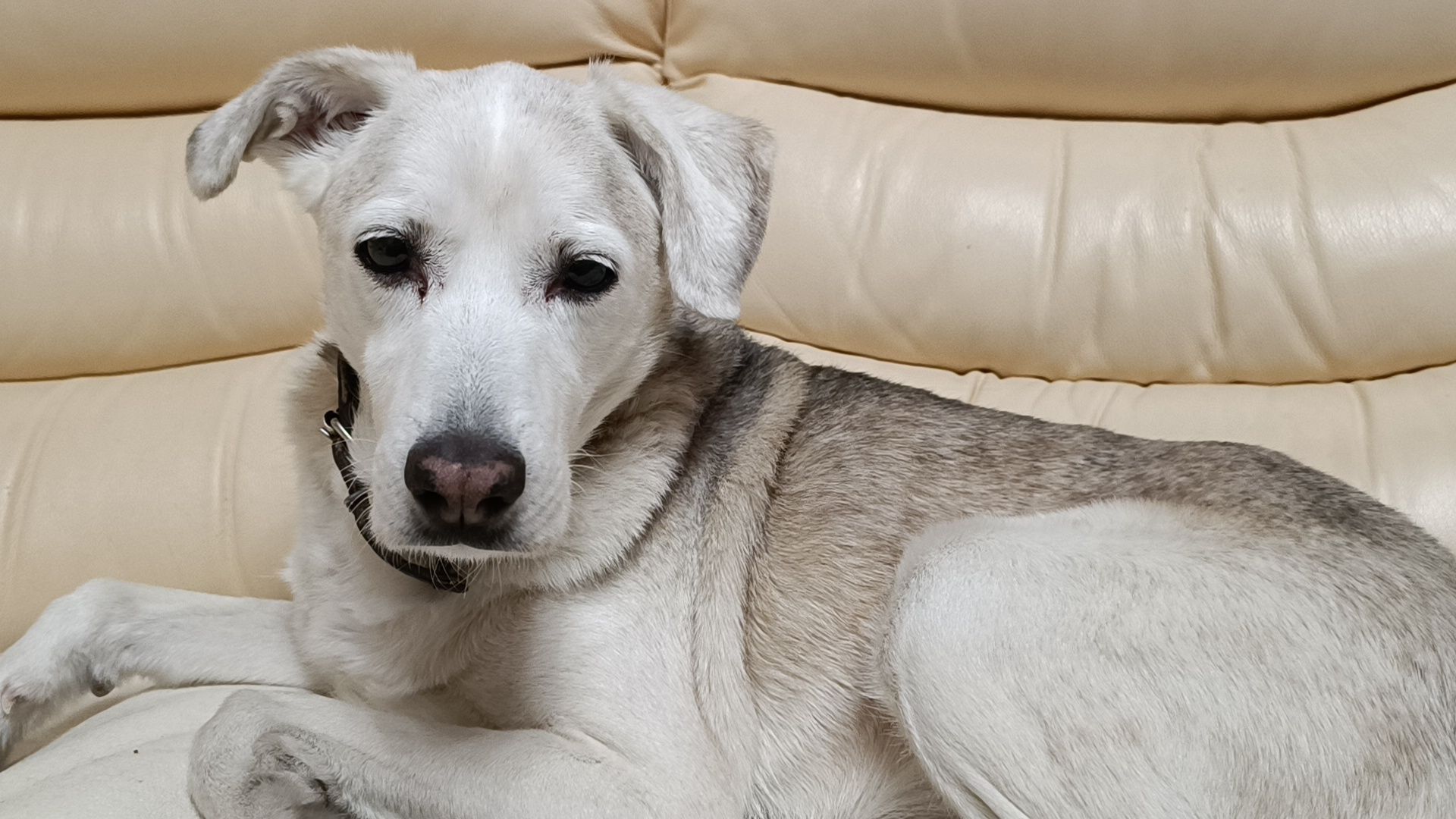 день кошек, кошки, собака, лобня,