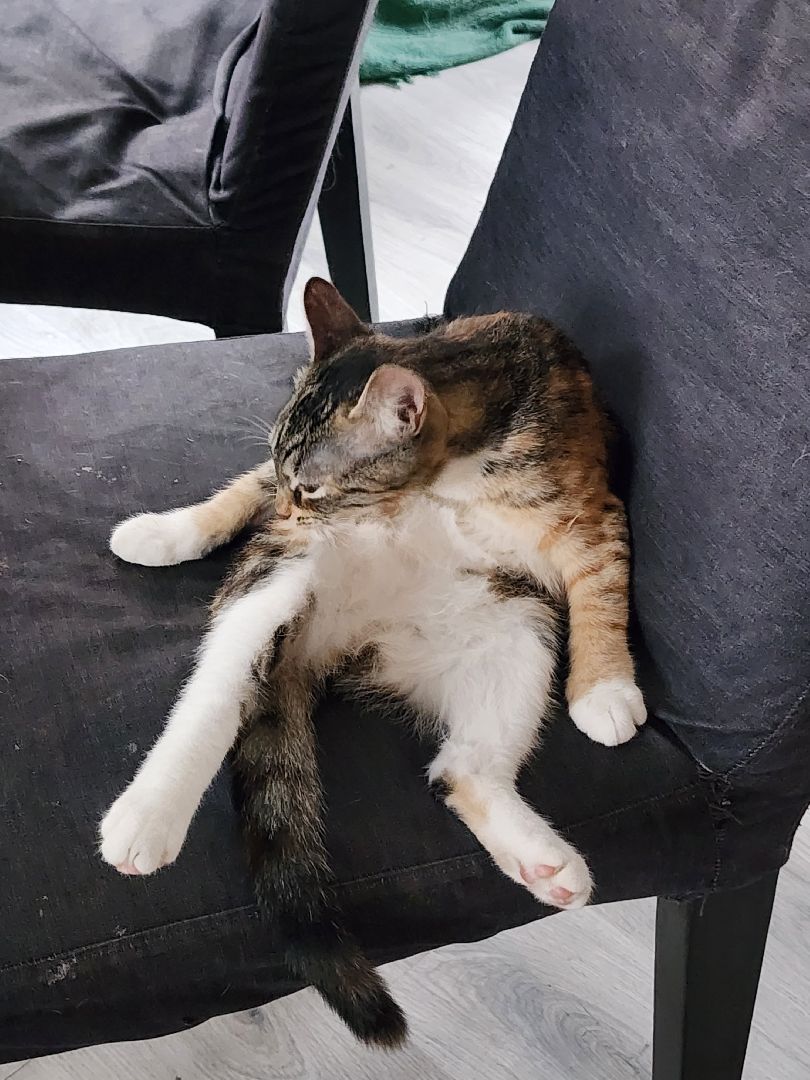 день кошек, донорство,