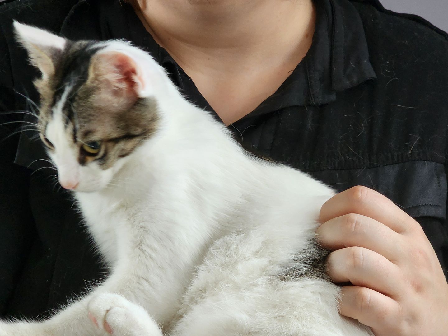 день кошек, донорство,