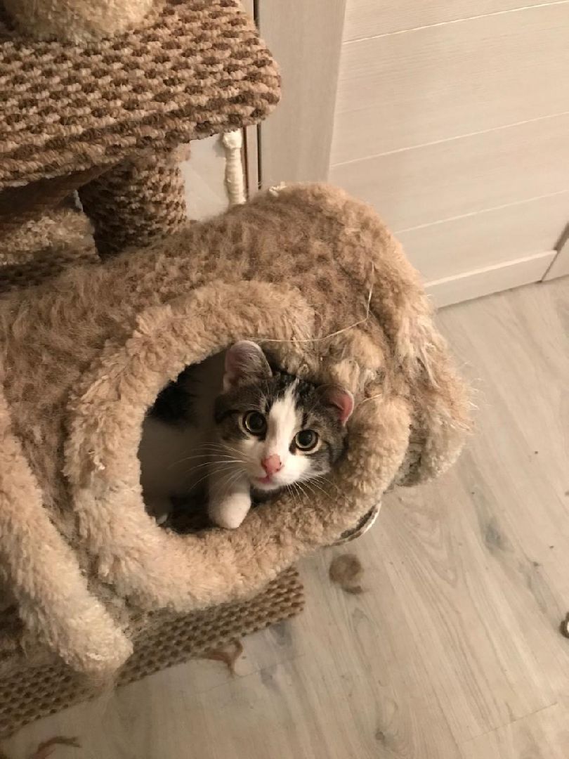 день кошек, донорство,