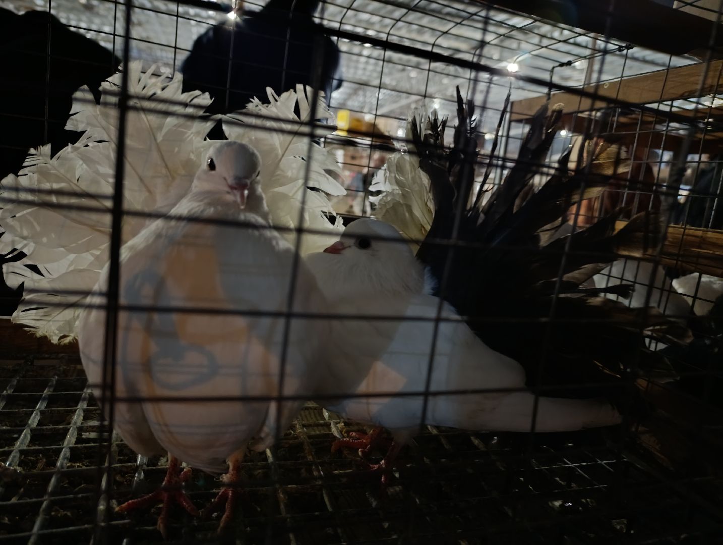 Голуби, Выставка голубей, Всероссийская выставка голубей, Голубеводы,Раменский городской округ, Малышево,