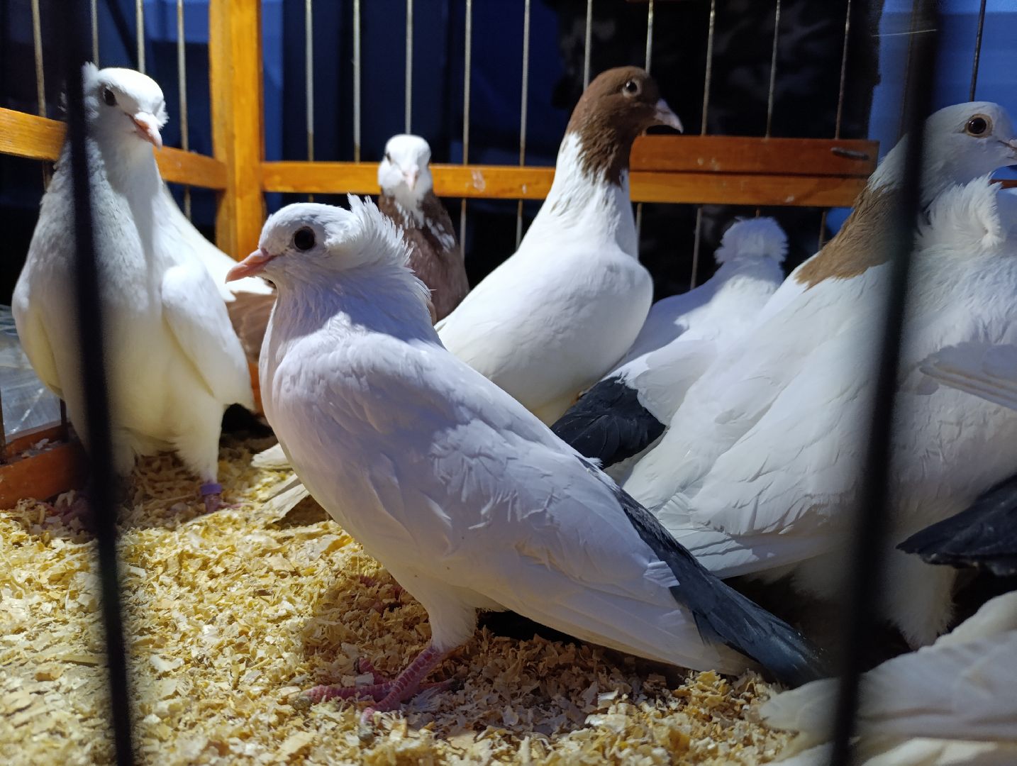 Голуби, Выставка голубей, Всероссийская выставка голубей, Голубеводы,Раменский городской округ, Малышево,